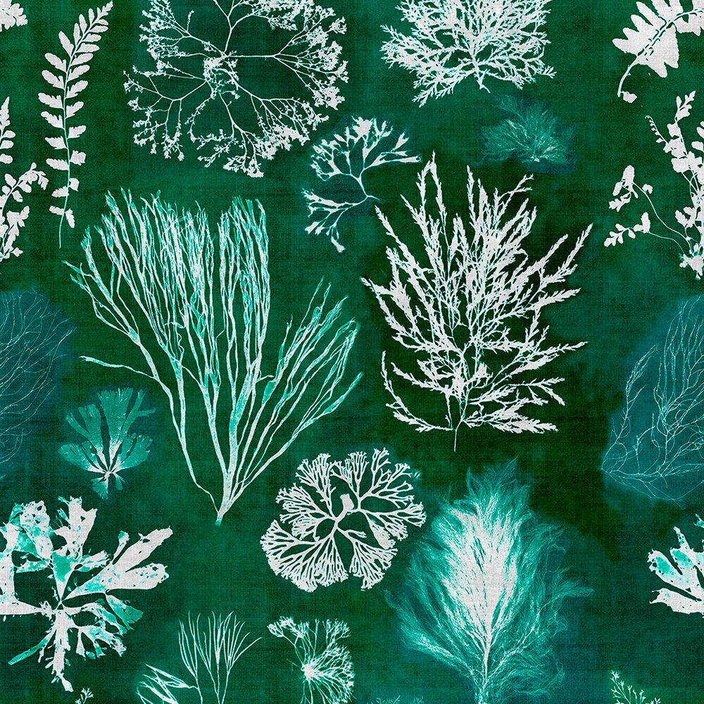 ALGAE Moss
